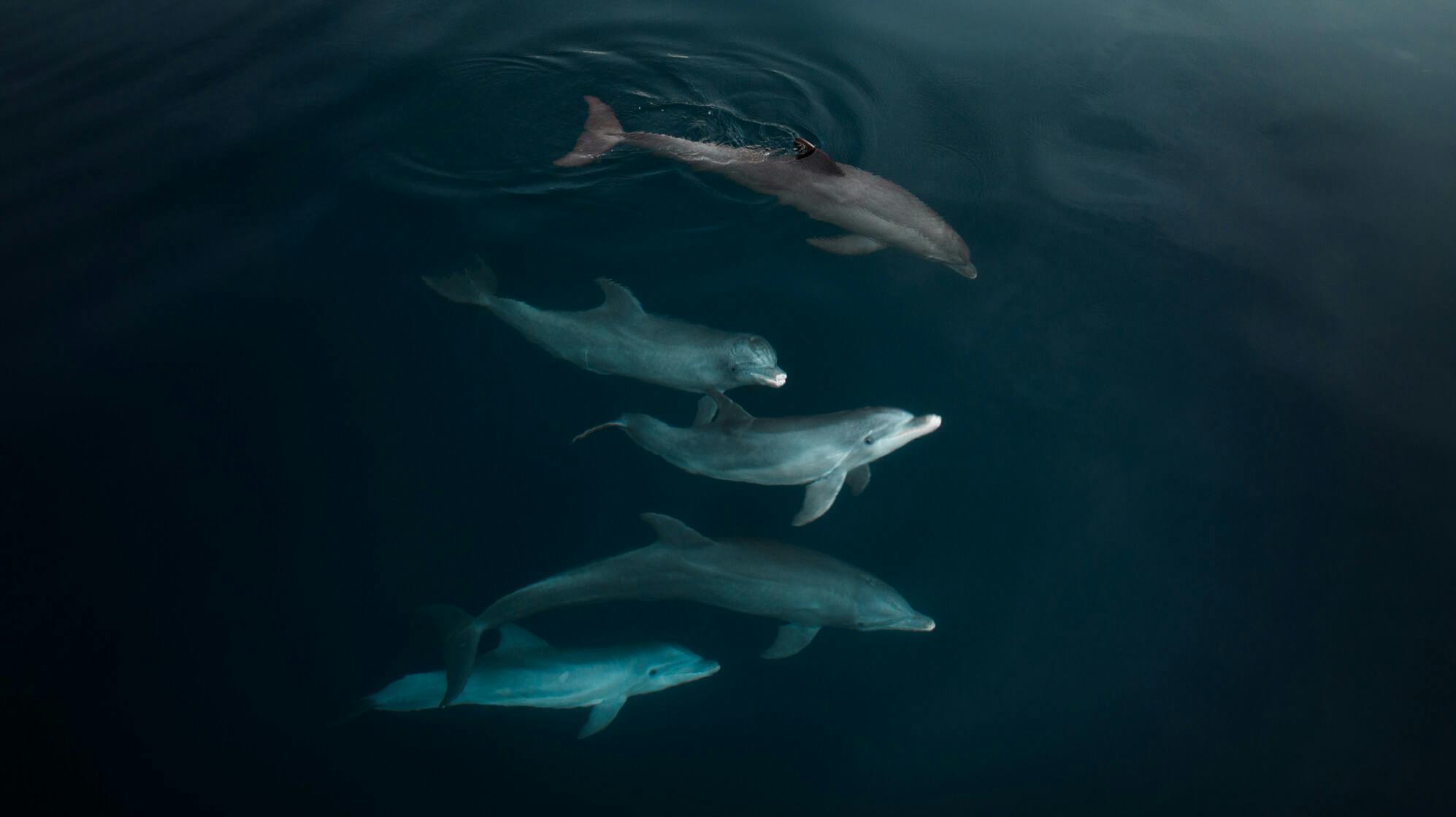 Dolphins (2021), by Paul Nicklen. Shot on Mavic 3