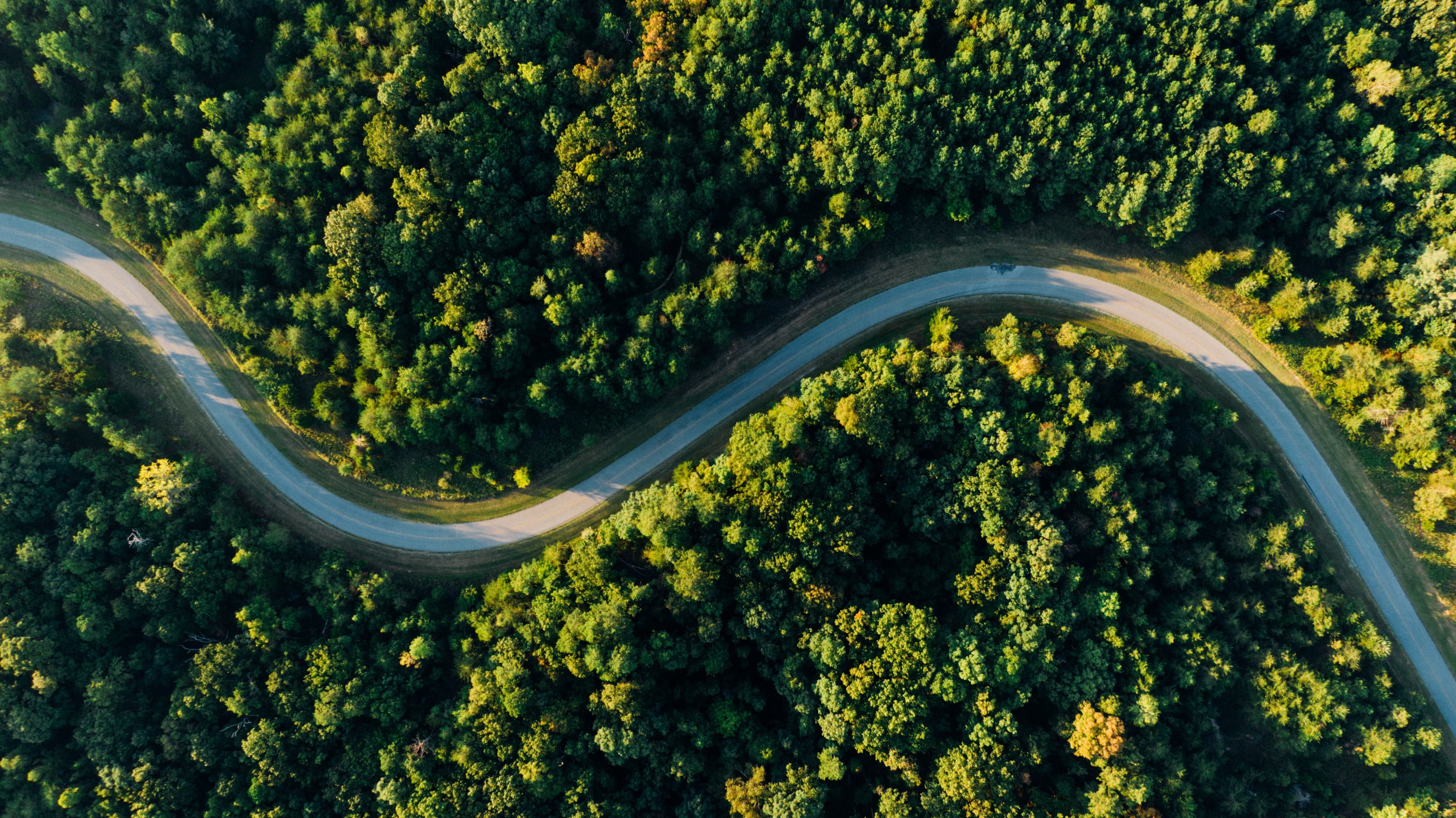 Forest taken with a drone